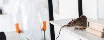 Outsmarting Rodents and Pests: Advanced Techniques for Home and Vehicle Protection in Sydney