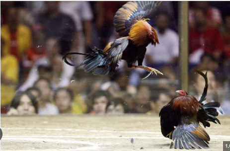 Sabong International Live: Experience the Thrill of Real-Time Cockfighting